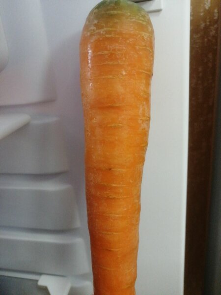 Carotte