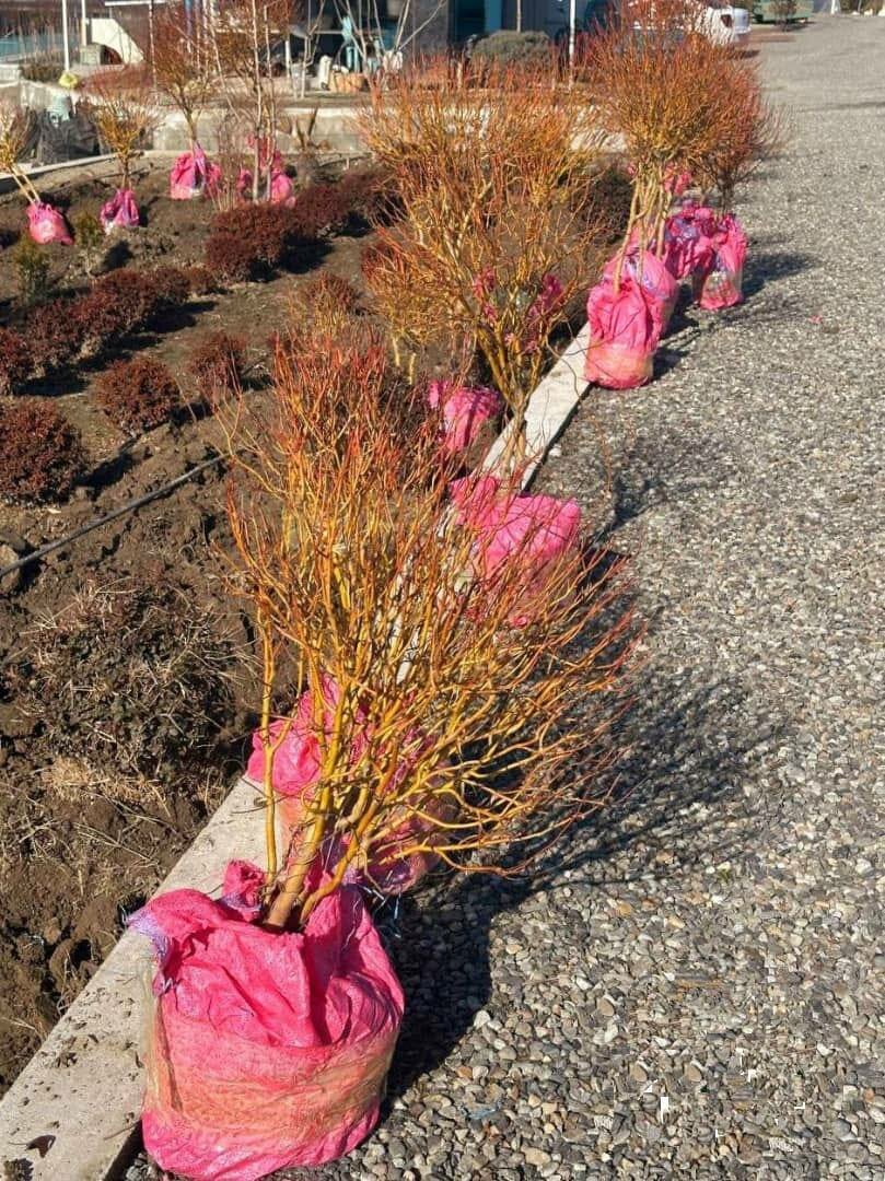 Карликовая ива ( Корейско Итальянский гибрид)