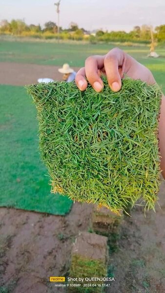 Natural Grass installation(Per square meter)