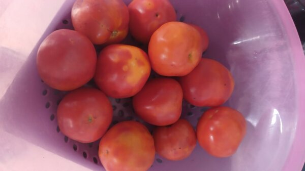 Tomates fraîches bio 1kg