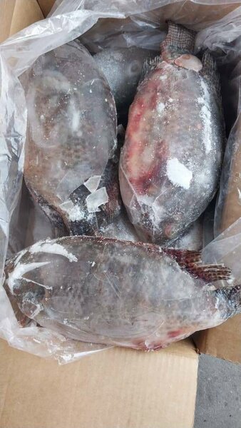 Tilapia 20kg
