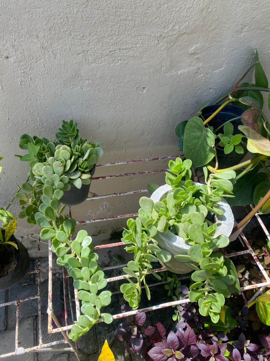 Trailing Jade (Kleinia petraea)