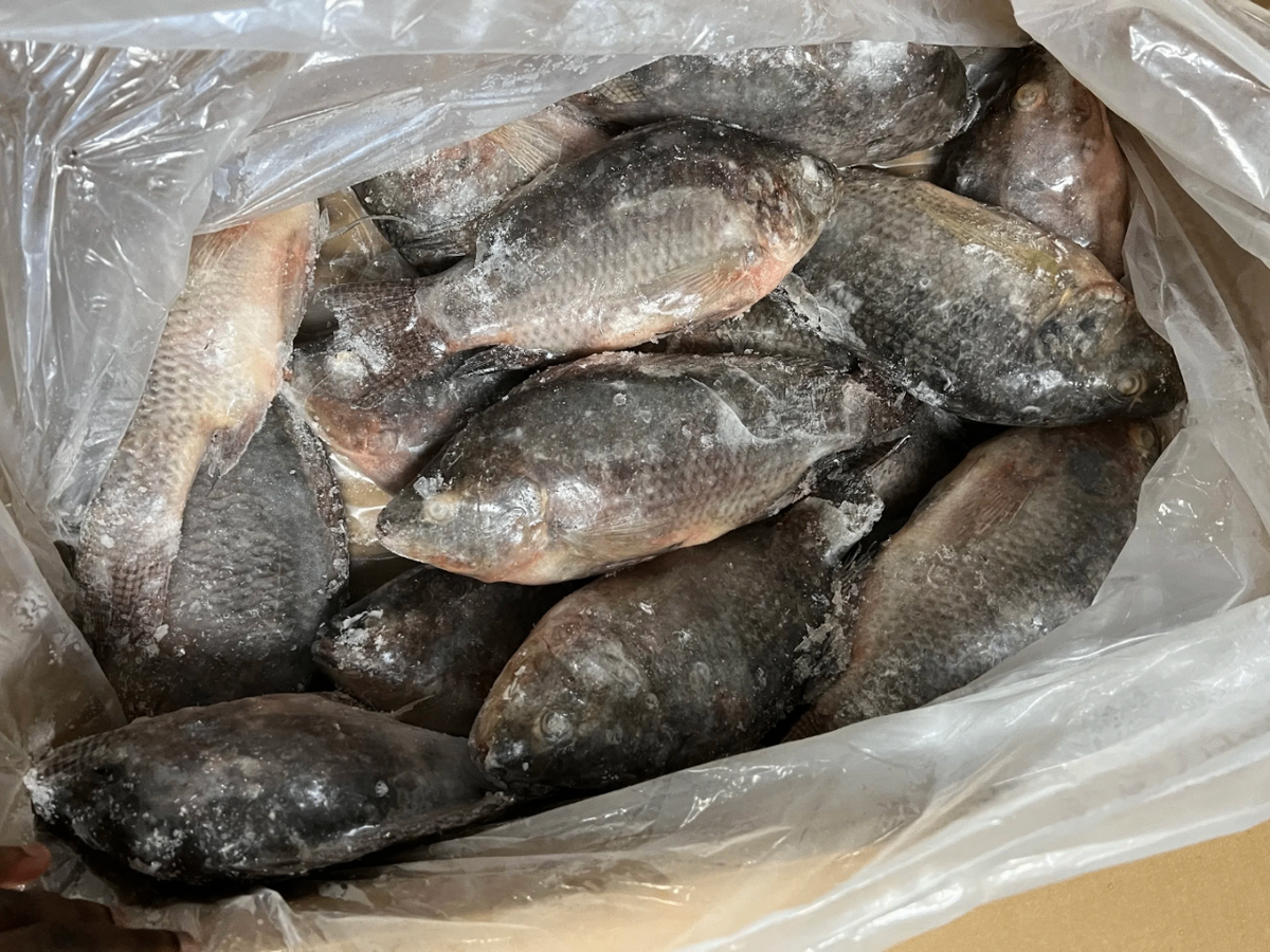 Tilapia Carpe 500-800g