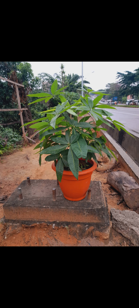 Plante verte d'intérieur élégante