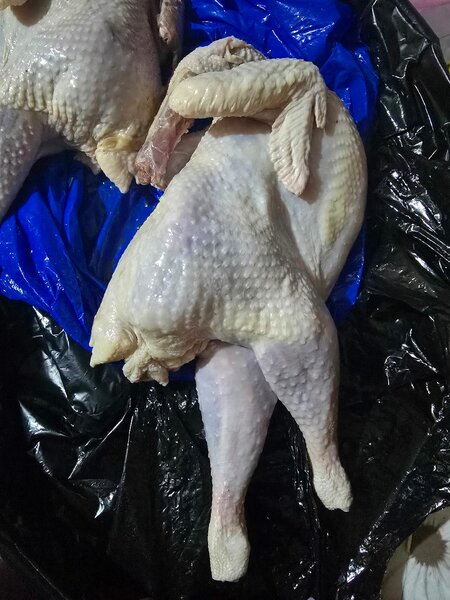 Poulet pondeuse séché et cru