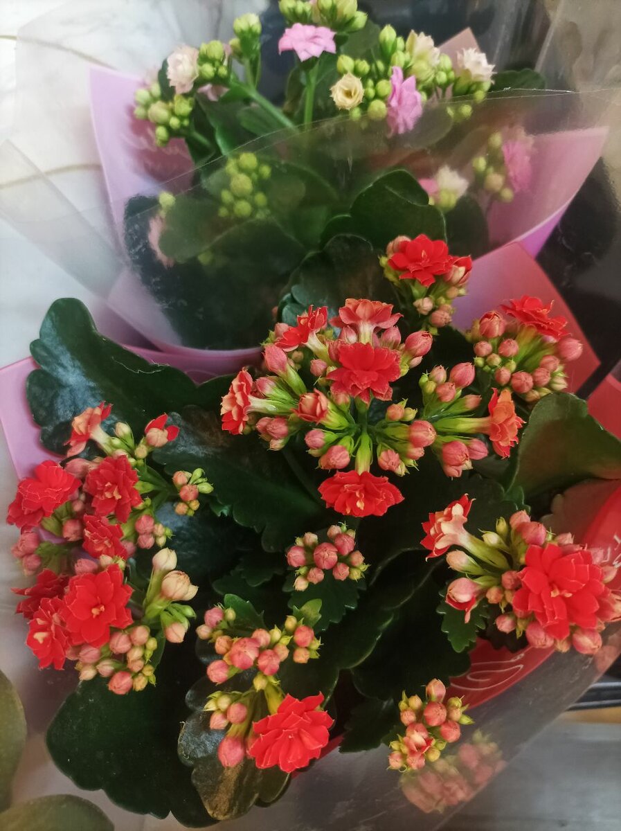 Каланхоэ цветущий