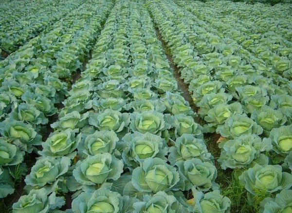 Cabbage,Lettuce,Onions,Cucumber and Bell peppers