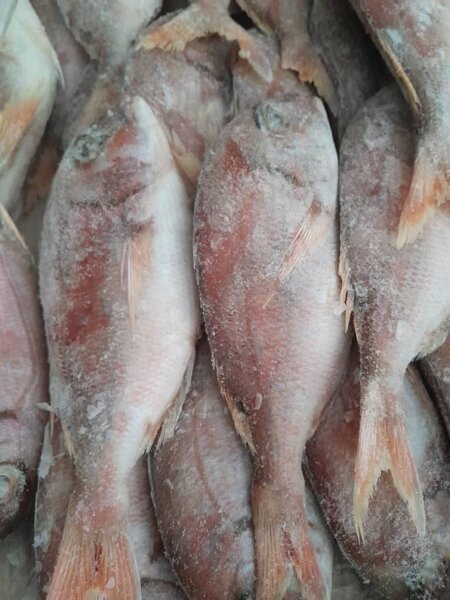 Carpe rouge ( pageot)