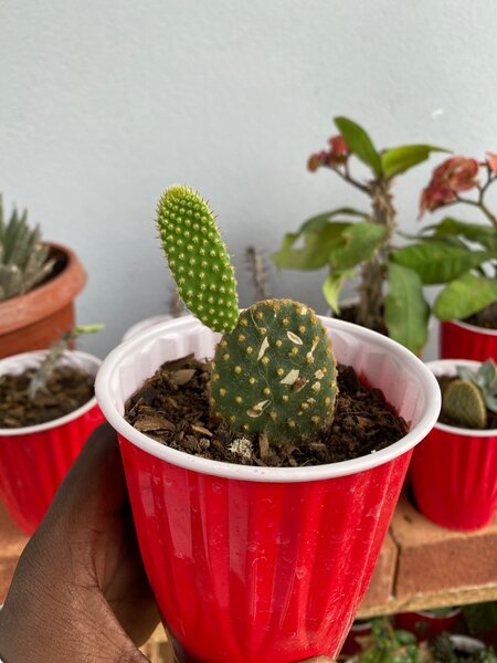 Bunny Ear Cactus