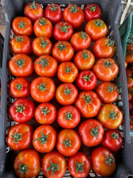 Tomates frais de haute qualité