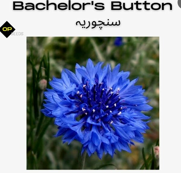 Bachelor’s Button (Blue) Seeds – Cornflower (Winter)