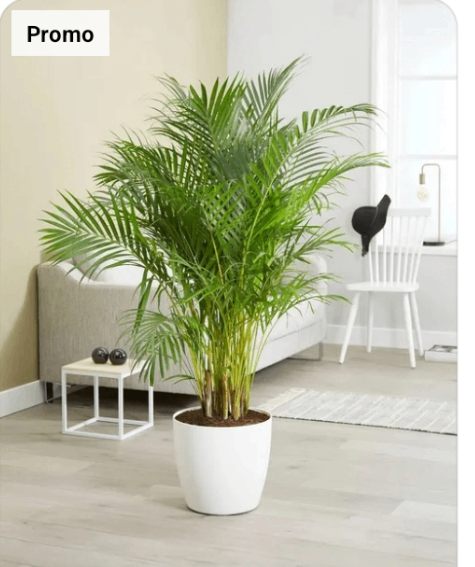 Plante Verte d'Intérieur Élégante