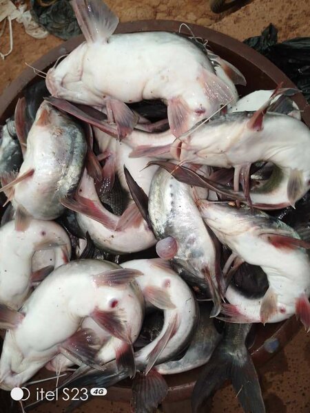 Kit soupe de pêcheurs