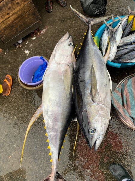 COLM_FISH️️️️️️