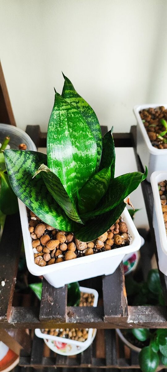 Сансевиерия