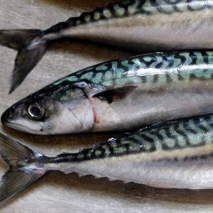 Mackerel