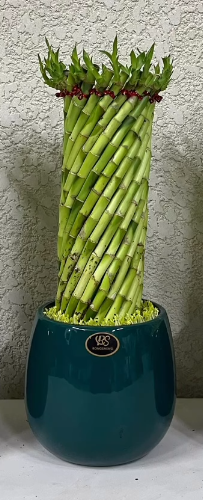 бамбук счастье