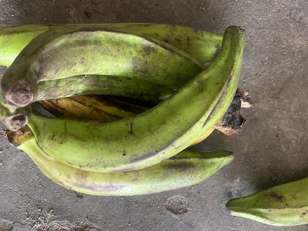 Bananes plantains