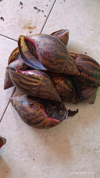 Escargots géants frais