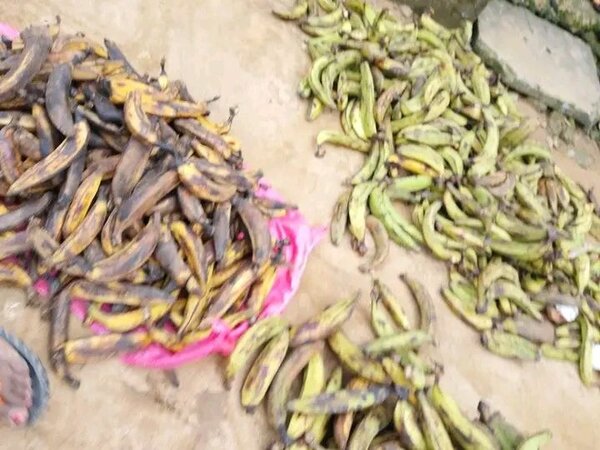 Banane plantain fraîche