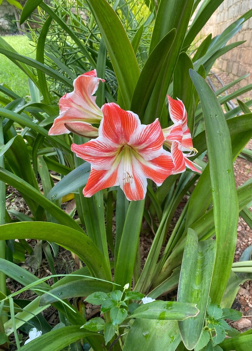 WHITE AND RED AMARYLLIS / SEPTEMBER LILY PLANT