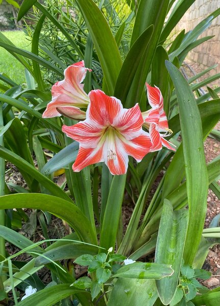WHITE AND RED AMARYLLIS / SEPTEMBER LILY PLANT