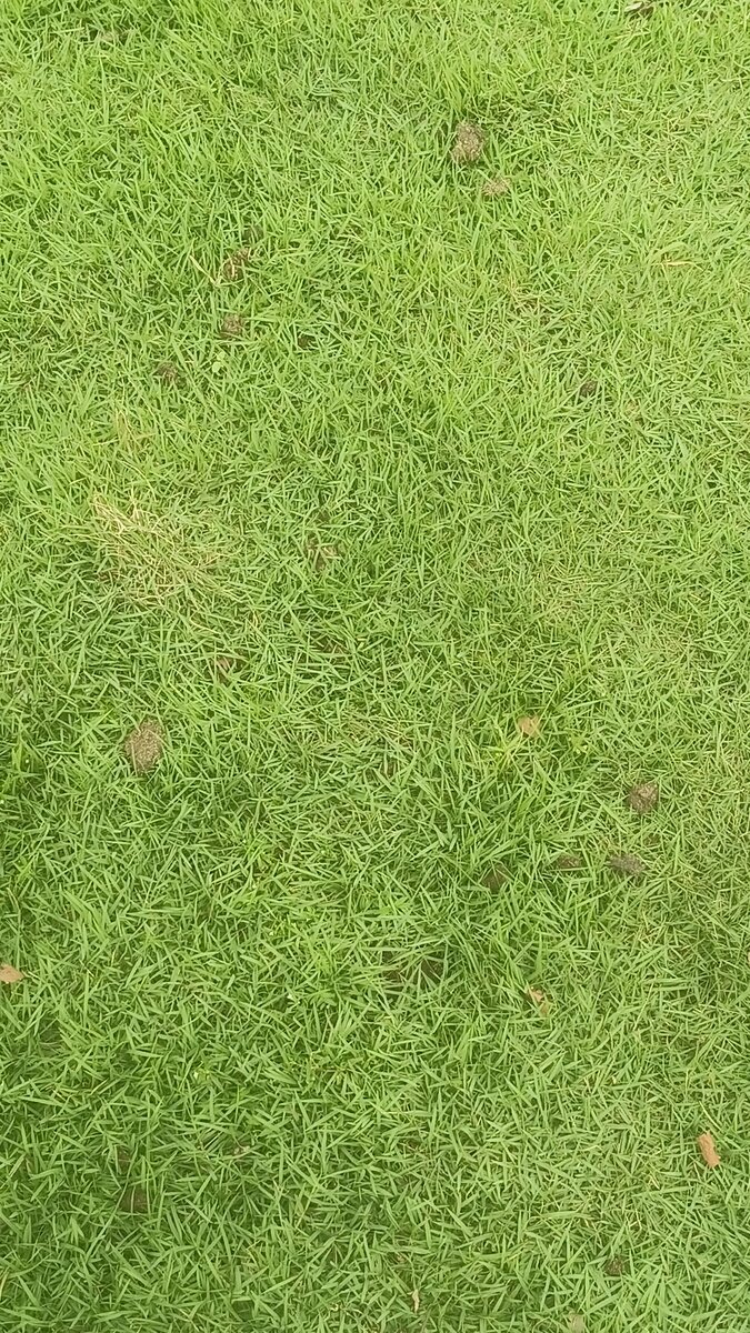 Herbe naturelle pour jardin