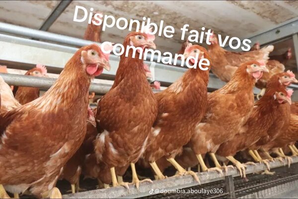 Poulet Fermier Frais