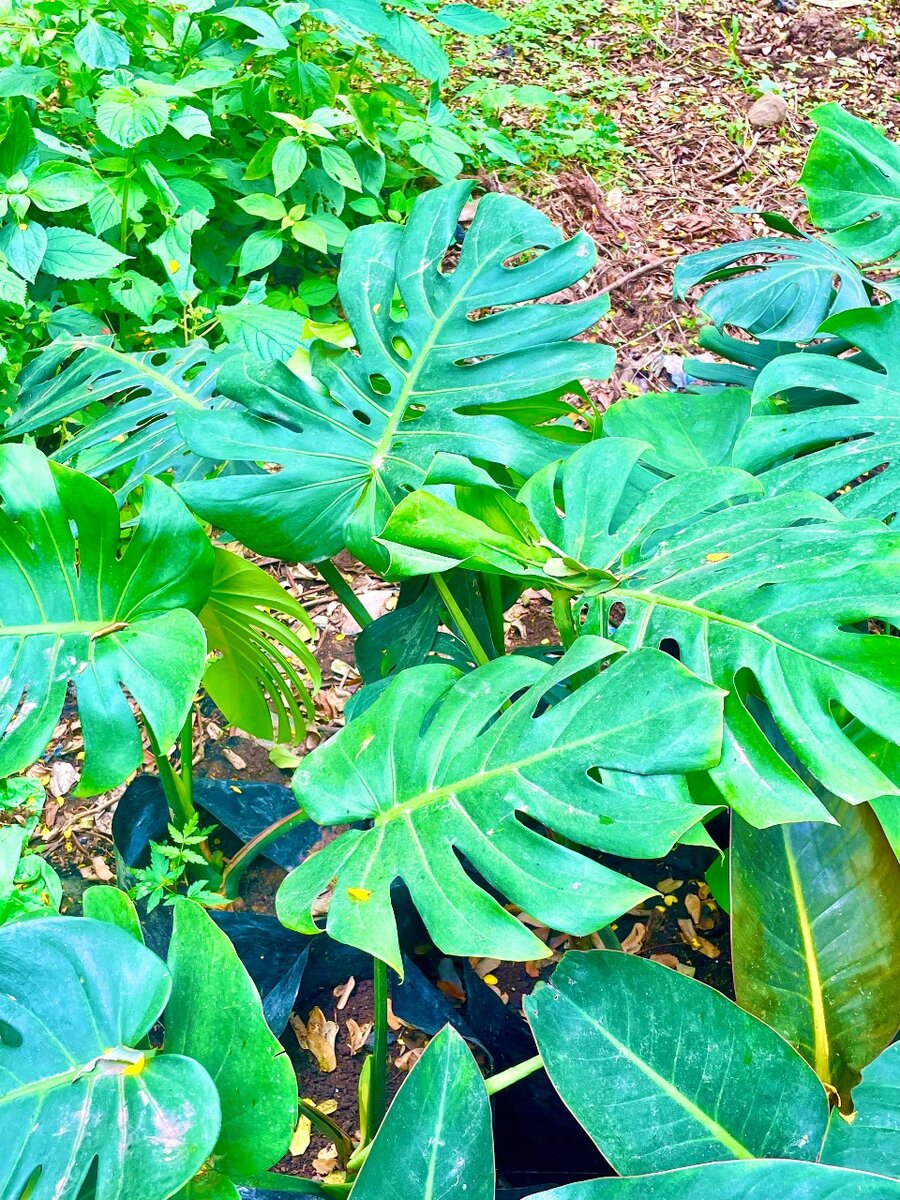 Monstera plant