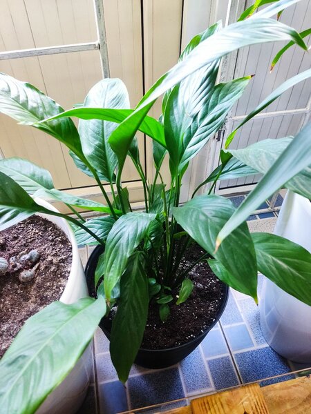 Спатифиллюм Уоллиса