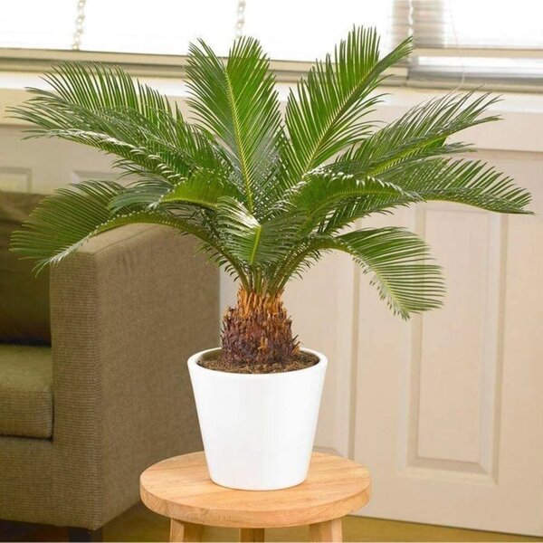 Sago Palm(Cycas)