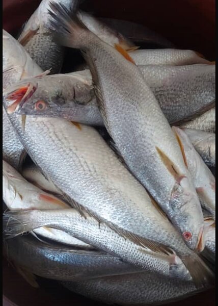 Carpes deau douce, Sosso, Mostelles, autres variétés locales