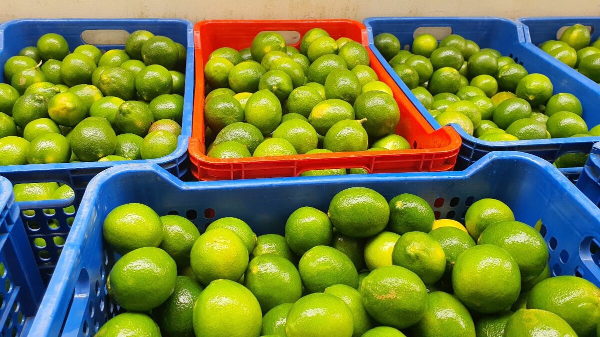 Citrons Meyer(par kg)