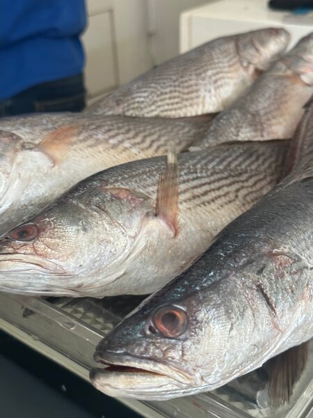 Sosso local poisson frais mer