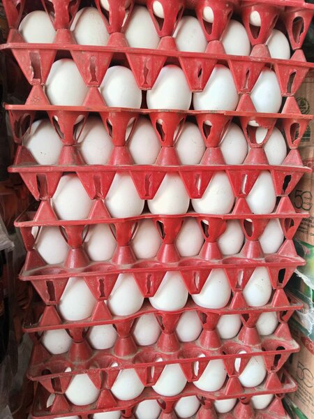 Eggs Tray 690