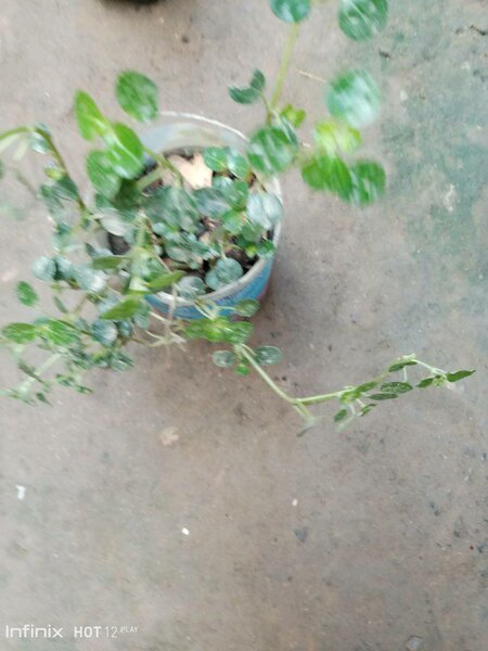 plantes vertes d'intérieur