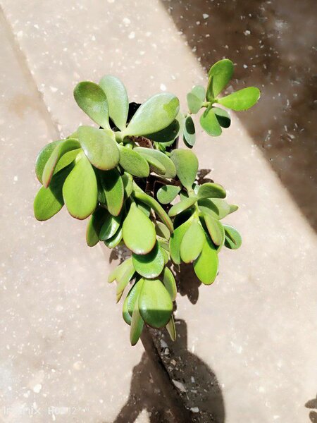 plantes vertes d'intérieur