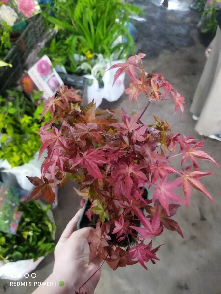 Клён краснолистный