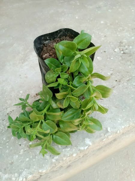 plantes vertes d'intérieur