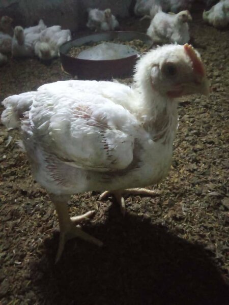 Poulet frais emballé sous vide