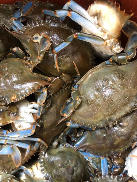 Crevettes, crabes eau,poilues