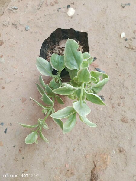 plantes vertes d'intérieur