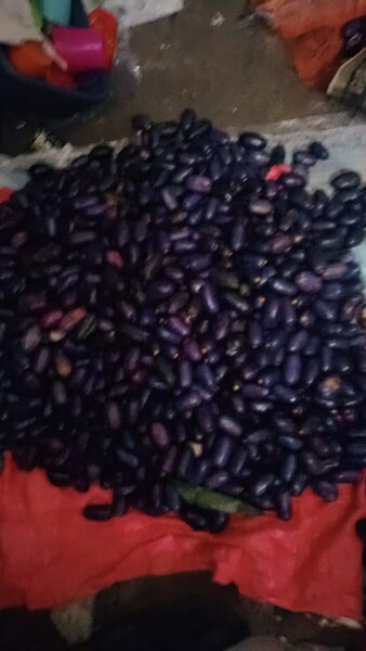 Prunes fraîches naturelles