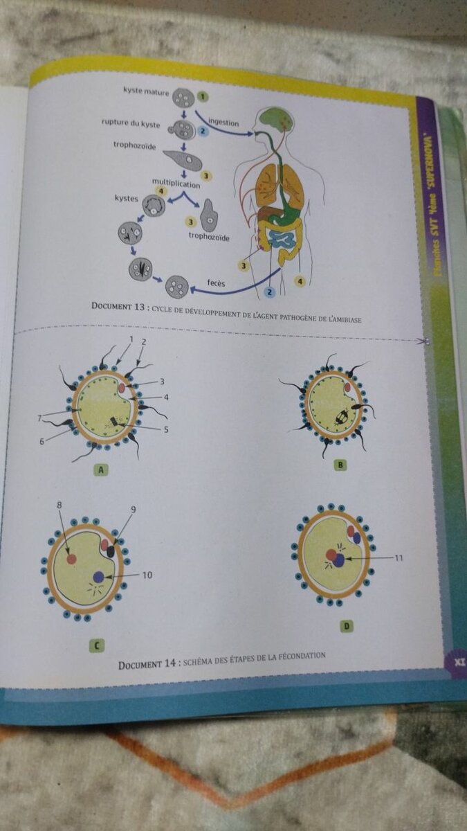 Livre SVT 4e SuperNova