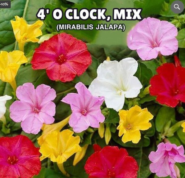 4′ O Clock, Mirabilis Jalapa Seeds (Mix Colours)