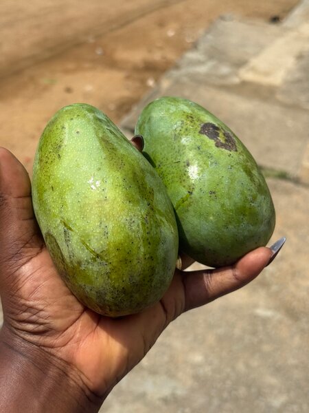 Mangues fraîches exotiques