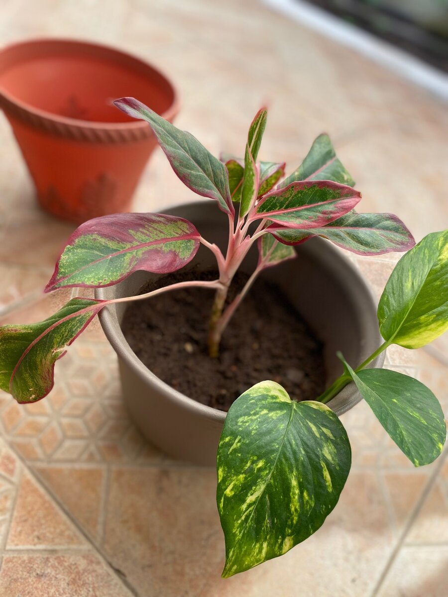 Chinese Evergreen Flower and Devils vine flower
