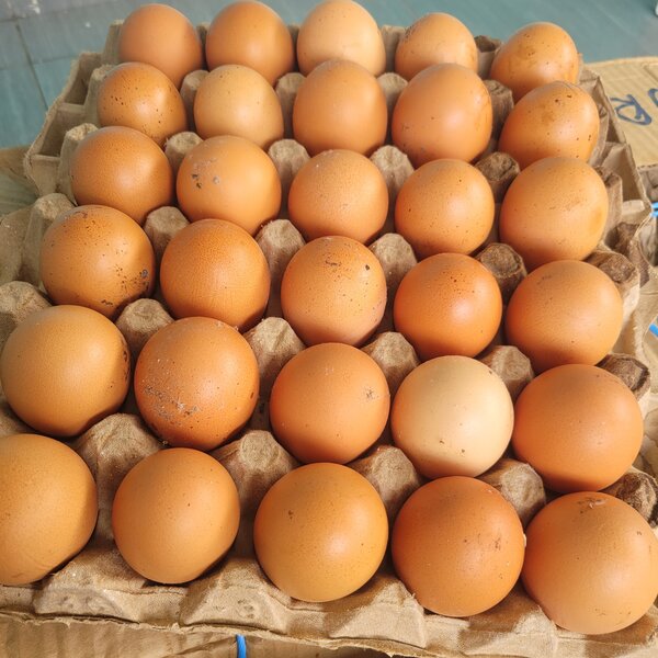 Œufs Fermiers Frais