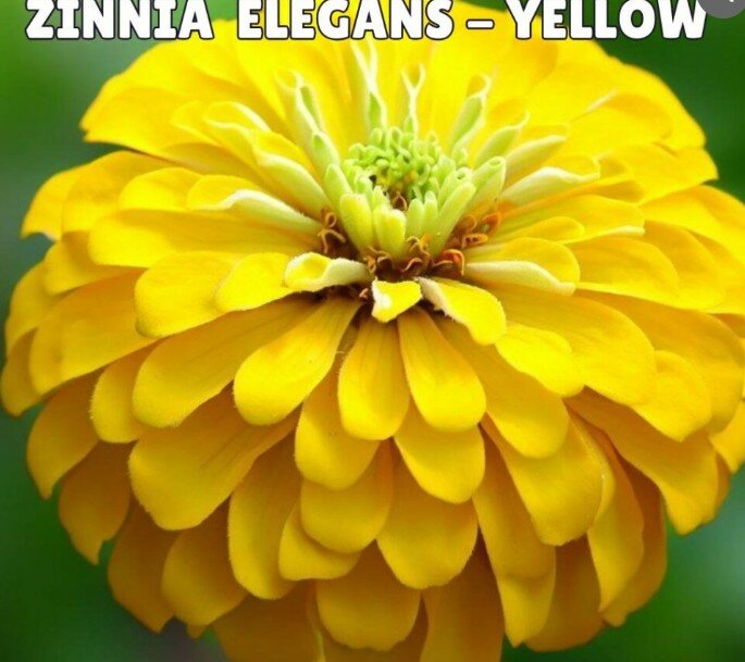 Zinnia Elegans Seeds- Yellow (Summer)