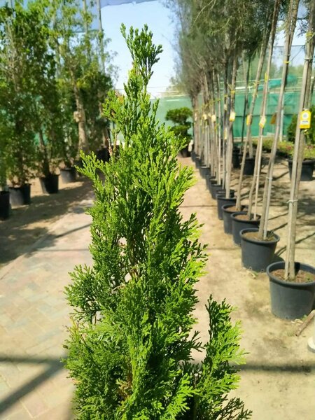 Thuja plant